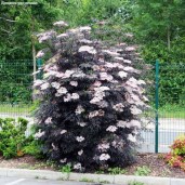 15ykewov5wt20r7x95v0uxu4uuo5uyxv (1)